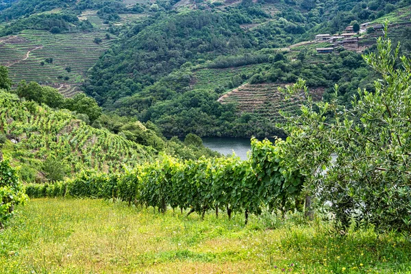 Galiçya Spanya Avrupa Daki Miradoiro Erbedeiroin Parada Sil Güzel Manzarası — Stok fotoğraf
