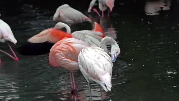 American Flamingo Veya Karayip Flamingo Phoenicopterus Ruber Flamingolar Phoenicopteriformes Soyu — Stok video