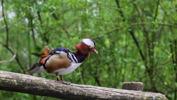 Mandarin Duck Aix Galericulata Perching Duck Species Found East Asia — Stock Video