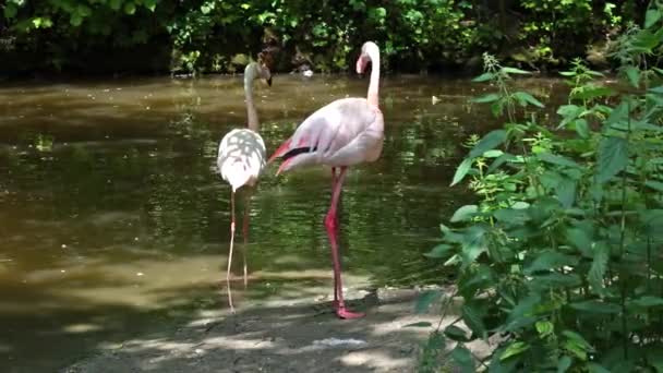 Amerikansk Flamingo Eller Karibisk Flamingo Phoenicopterus Ruber Flamingor Den Enda — Stockvideo