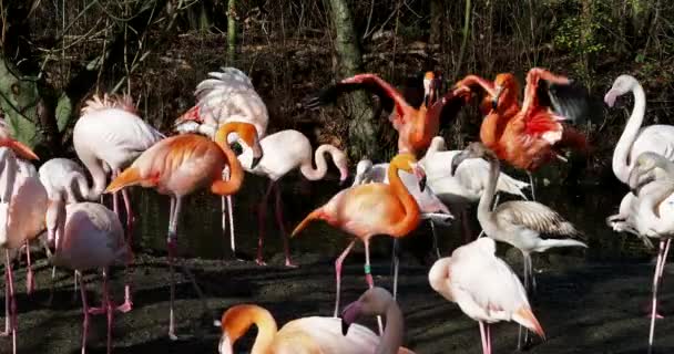 American Flamingo Caribbean Flamingo Phoenicopterus Ruber Flamingos Only Non Extinct — стокове відео