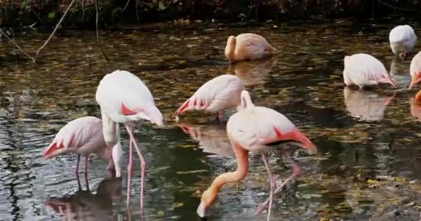 Flamingo Americano Flamingo Caribenho Phoenicopterus Ruber Flamingos São Única Ave — Vídeo de Stock