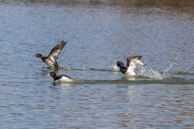 Tüylü ördek, Aythya fuligula, Almanya 'nın Münih kentindeki Kleinhesseloher Gölü' nde yüzen küçük bir ördek.