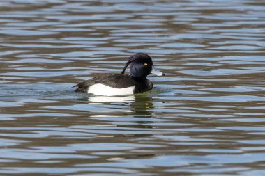 Tüylü ördek, Aythya fuligula, Almanya 'nın Münih kentindeki Kleinhesseloher Gölü' nde yüzen küçük bir ördek.
