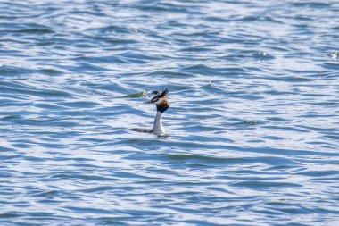 Great Crested Grebe, Podiceps kristali turuncu güzel renklerle, kırmızı gözlü bir su kuşu. Eski Dünya 'da bulunan en büyük aile üyesidir..