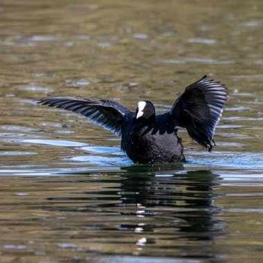 Avrasya yaban ördeği (