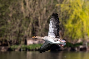 Anser anser, Anatidae familyasından Anatidae familyasından bir kaz türü. Burada havada uçuyor..