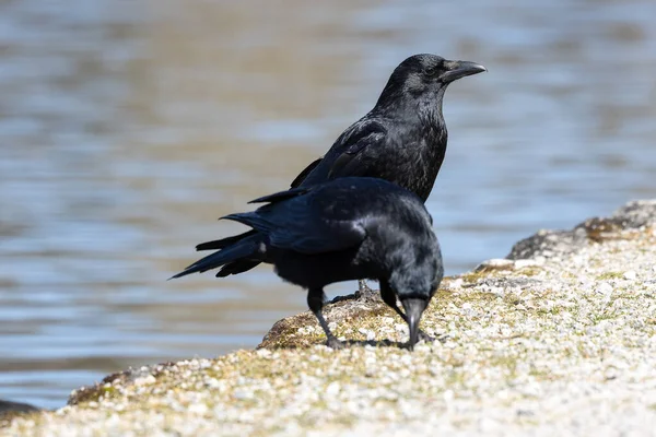 stock image The Common Raven, Corvus corax at Kleinhesseloher Lake in Munich in Germany