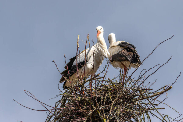 White Stork, Ciconia ciconia on the nest in Oettingen, Swabia, Bavaria, Germany in Europe