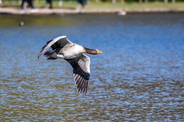 Anser Anser 是水禽科的一种大型鹅 也是黄鹅属的一种 在空中飞翔 — 图库照片
