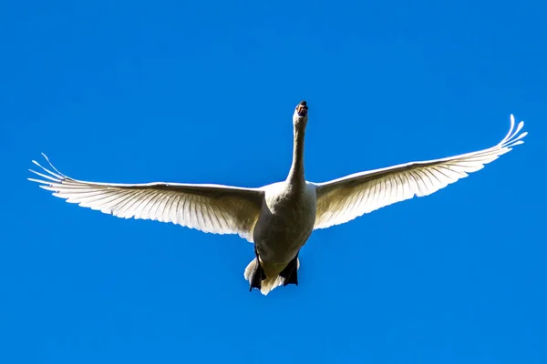 Cygnus Olor Uma Espécie Cisne Família Anatidae Aqui Voando Sobre — Fotografia de Stock