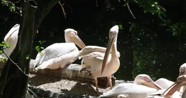 Der Weiße Pelikan Pelecanus Onocrotalus Auch Als Rosenpelikan Bekannt Ist — Stockvideo
