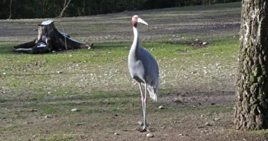 Sarus vinci, Grus antigone Hindistan 'ın Güneydoğu Asya ve Avustralya' nın bazı bölgelerinde bulunan büyük bir göçmen olmayan turnadır.. 