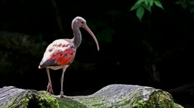 Kızıl aynak, Eudocimus ruber, Threskiornithidae familyasından bir kuş, kabuklu deniz ürünlerinin kırmızımsı renklerine hayran kalmıştır.