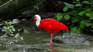Kızıl aynak, Eudocimus ruber, Threskiornithidae familyasından bir kuş, kabuklu deniz ürünlerinin kırmızımsı renklerine hayran kalmıştır.