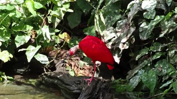 Threskiornithidae科の鳥であるEudocimus Ruberのスカーレット イビスは 甲殻類ベースの食品の結果である羽の赤みがかった色に賞賛されています — ストック動画