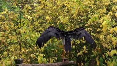 Kara leylek, Ciconia zencisi. Leylek familyasından büyük bir kuş.. 