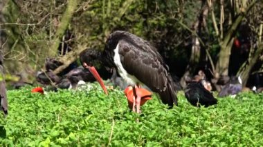 Kara leylek, Ciconia zencisi. Leylek familyasından büyük bir kuş.. 