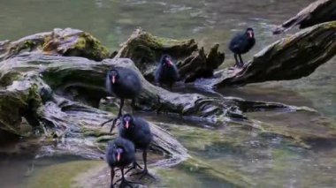 Yavru geyik Gallinula kloropusu olarak da bilinen su tavuğu, bataklık tavuğu ve mavi göl suyunda yüzen sıradan bir gallinül olarak da bilinir.