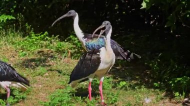 Saman boyunlu Ibis, Threskiornis spinicollis, Threskiornithidae familyasından bir kuş türü.. 