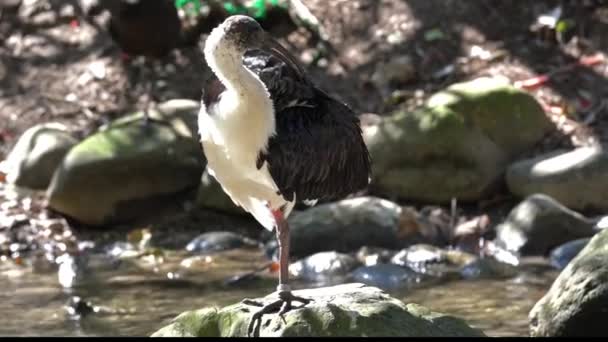 Den Halmhalsade Ibis Threskiornis Spinicollis Fågel Ibis Och Sked Familjen — Stockvideo