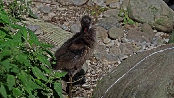 Junges Huhn Gallinula Chloropus Auch Bekannt Als Wasserhuhn Sumpfhuhn Und — Stockvideo