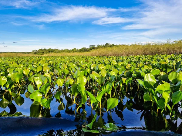 stock image Canoe tour on the Pantanal Marimbus, waters of many rivers and abundant vegetation, in Andarai, Bahia, Brazil in the Chapada Diamantina