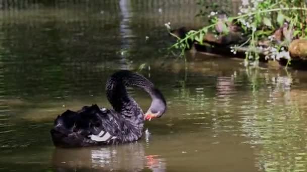 Der Schwarze Schwan Cygnus Atratus Ist Ein Großer Wasservogel Eine — Stockvideo
