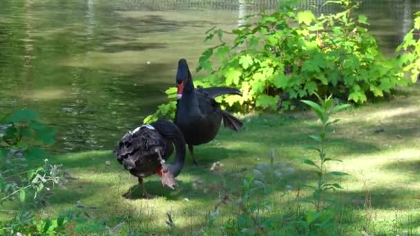 黑天鹅 Black Swan Cygnus Atratus 是一种大型水鸟 主要在澳大利亚东南部和西南部繁殖 — 图库视频影像