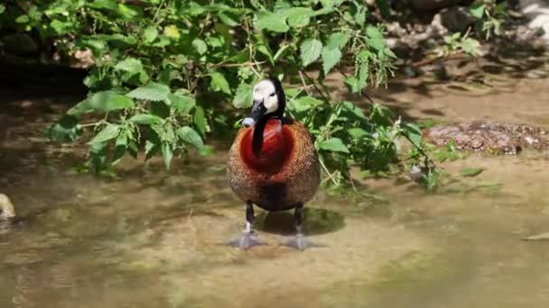 白脸吹口哨的鸭 登德罗西那 吵吵闹闹的小鸟 清清楚楚地在湖畔鸣叫 自然景观 — 图库视频影像