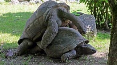 Seyşeller Adası 'ndaki Praslin adasının başarılı bir vahşi kaplumbağa koruma programına ev sahipliği yapan Curieuse Adası' ndaki Aldabra dev kaplumbağa (Aldabrachelys gigantea) çiftleşme davranışı