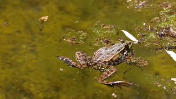 Gewone Kikker Rana Temporaria Een Halfaquatische Amfibie Uit Familie Van — Stockvideo