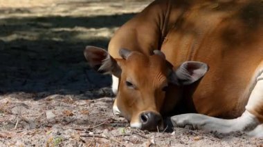 Banteng, Bos javanicus veya Red Bull. Vahşi bir sığır türüdür ama sığır ve bizondan farklı kilit özellikler vardır: hem erkek hem de dişilerde beyaz bir şerit..