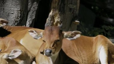 Banteng, Bos javanicus veya Red Bull. Vahşi bir sığır türüdür ama sığır ve bizondan farklı kilit özellikler vardır: hem erkek hem de dişilerde beyaz bir şerit..