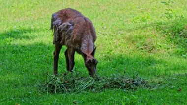 Apennine Chamois, Rupicapra pyrenaica ornata, İtalya 'daki Abruzzo-Lazio-Molise Ulusal Parkı ve İspanya' daki Pireneler 'de yaşamaktadır.