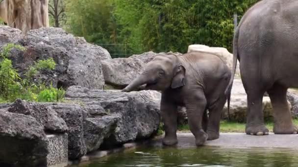Mały Słoń Azjatycki Lub Azjatycki Elephas Maximus Jest Jedynym Żyjącym — Wideo stockowe