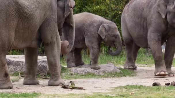 Lite Asiatisk Eller Asiatisk Elefant Elephas Maximus Den Enda Levande — Stockvideo
