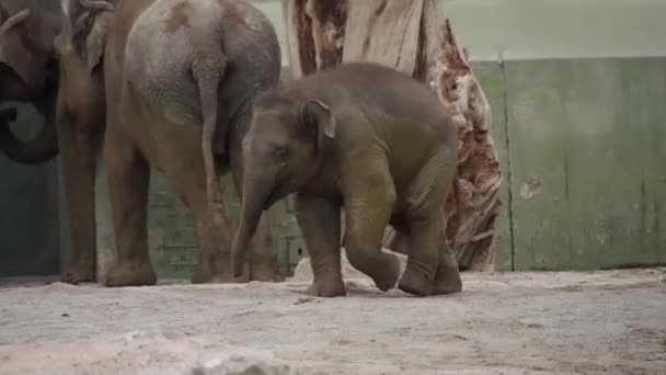 Piccolo Elefante Asiatico Asiatico Elephas Maximus Unica Specie Vivente Del — Video Stock