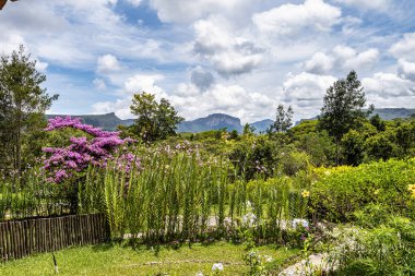 Vale do Capao, Chapada Diamantina, Palmeiras, Bahia, Brezilya 'daki Aguas Claras Şelalesi yakınlarındaki güzel çiçekler.