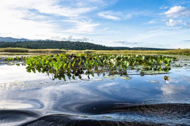 Canoe tour on the Pantanal Marimbus, waters of many rivers and abundant vegetation, in Andarai, Bahia, Brazil in the Chapada Diamantina