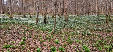 Kar Tanesi Ormanı. Leucojum vernum çiçekleri, Almanya 'nın Bavyera, Genderkingen kentindeki bir Alman ormanında Mart ayının başlarında toplandı.
