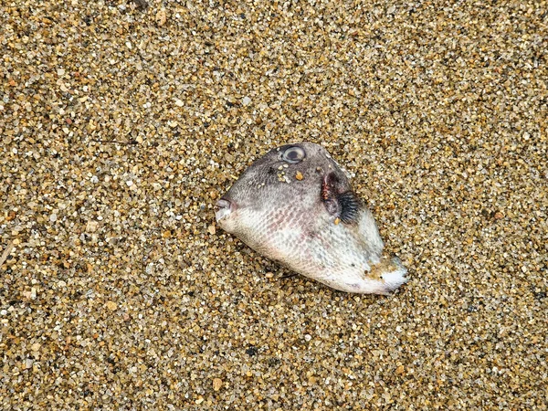 Ikan Mati Pantai Kota Kolonial Paraty Rio Janeiro Brazil — Stok Foto