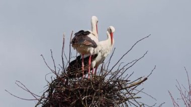 Beyaz Leylek, Ağustos böceği, Avrupa 'da Oettingen, Swabia, Bavyera, Almanya' da yuvada çiftleşir. Ciconia ciconia leylek familyasından bir kuş türü..