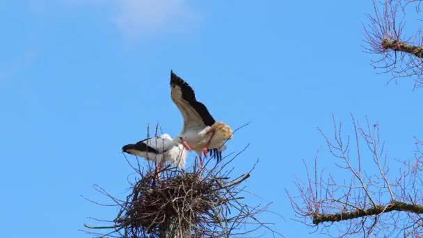White Stork Ciconia Ciconia Nest Oettingen Swabia Βαυαρία Γερμανία Στην — Αρχείο Βίντεο