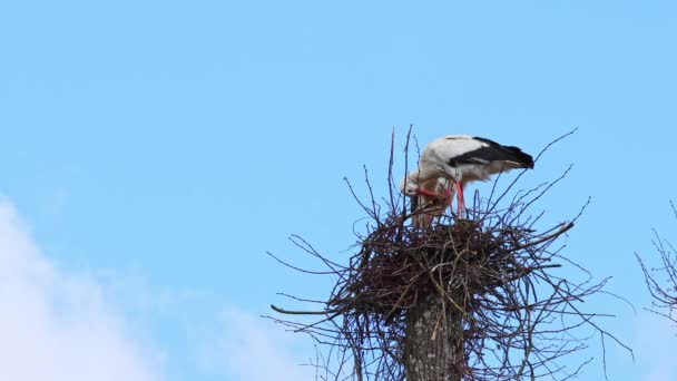 White Stork Ciconia Ciconia Hnízdě Oettingenu Švábsku Bavorsku Německu Evropě — Stock video