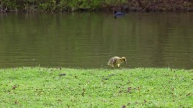 Anser anser, Anatidae familyasından bir kuş türü olan Anatidae familyasından bir kaz türü.