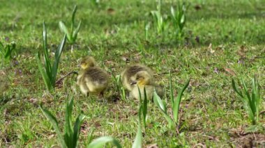 Anser anser, Anatidae familyasından bir kuş türü olan Anatidae familyasından bir kaz türü.