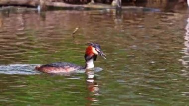Great Crested Grebe, Podiceps kristali bir balık yakaladı. Güzel turuncu renkli bir kuş, kırmızı gözlü bir su kuşu. Eski Dünya 'da bulunan en büyük aile üyesidir..