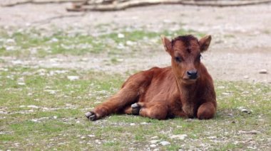 Yavru Aurochs, Heck sığırları, Bos primigenius Taurus, soyu tükenmiş yaban öküzlerine benzediğini iddia etti. Evcil dağlık sığırlar