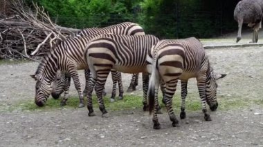 Hartmann dağ zebrası Equus zebra hartmannae, Angola 'nın güneybatısında ve Namibya' nın batısında bulunan bir dağ zebrası alt türüdür..